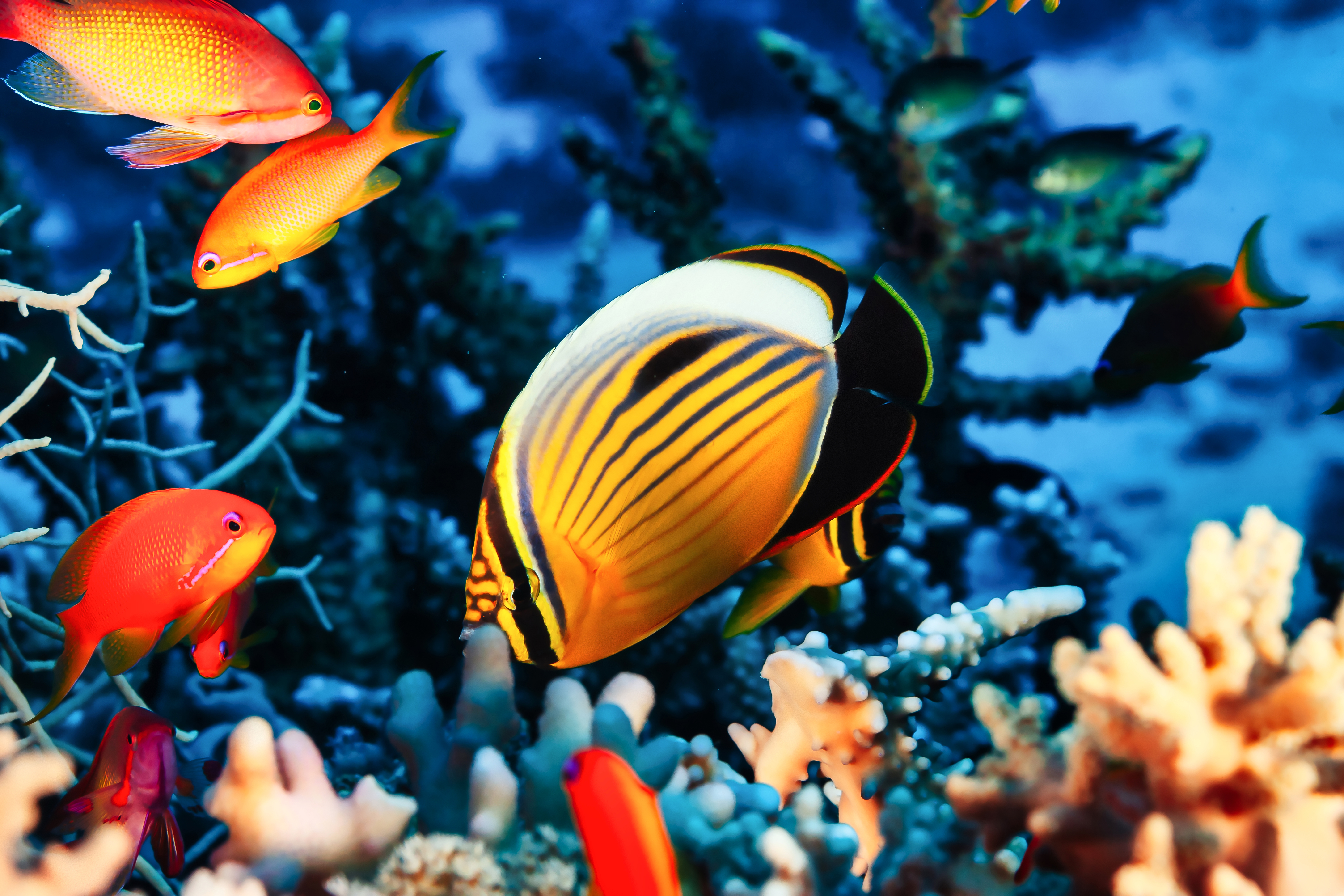 Florida Keys reef background